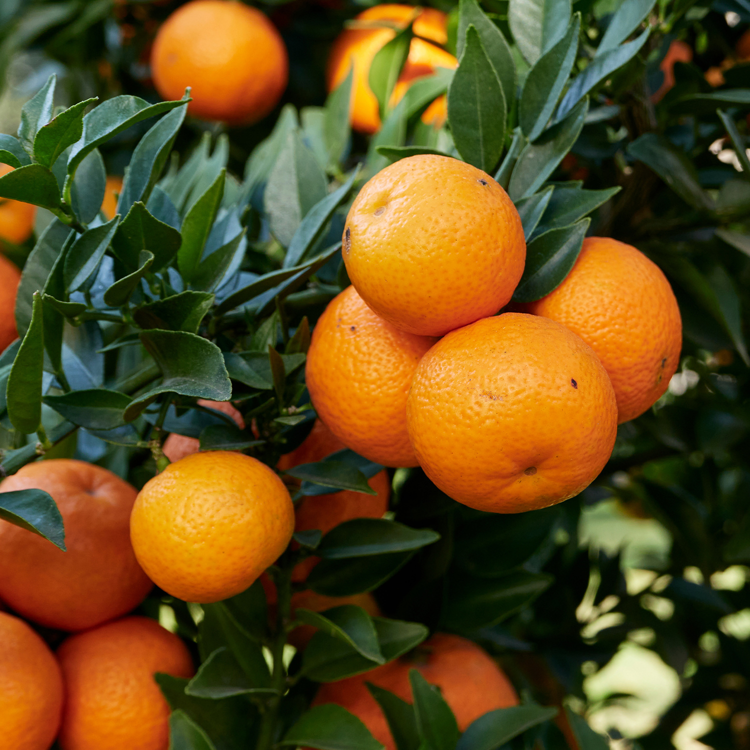 Chinotto Früchte am Baum